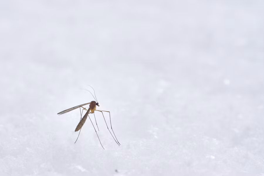 Mosquito standing on a field of snow